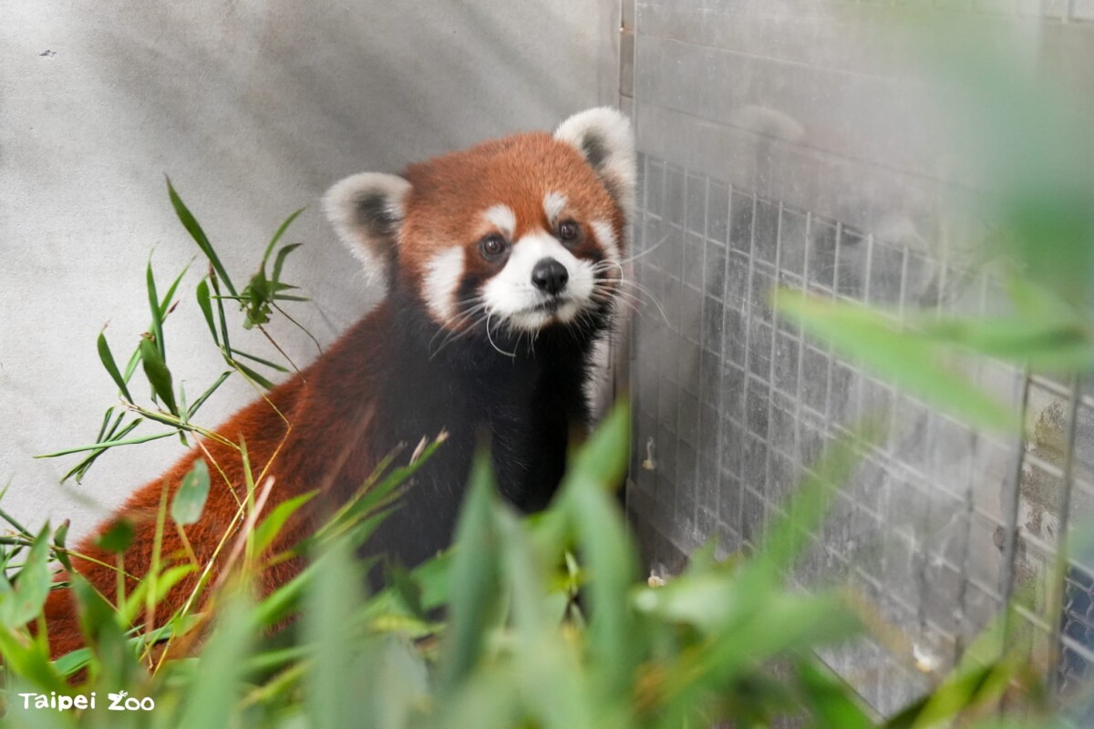 上海小貓熊抵台報到！入住北市動物園檢疫套房　最快7月亮相