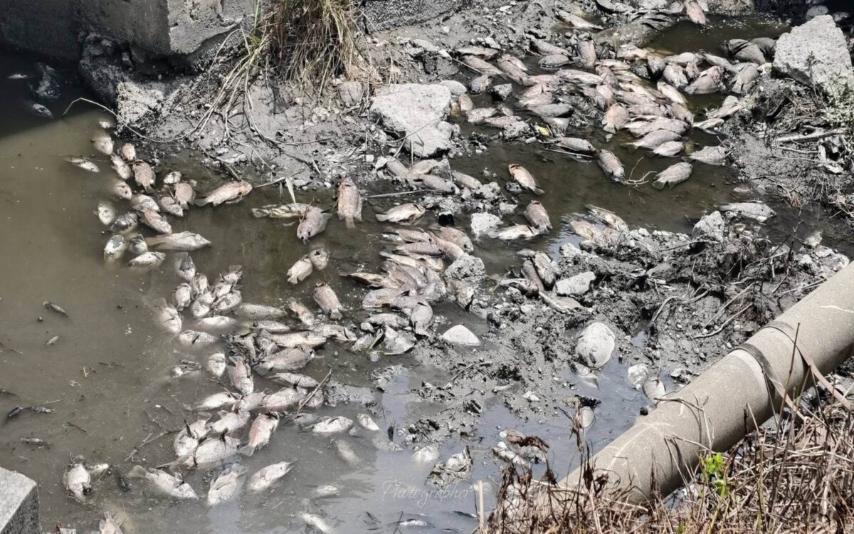 千尾魚翻肚曝曬！花壇排水溝宛如「魚屍河」