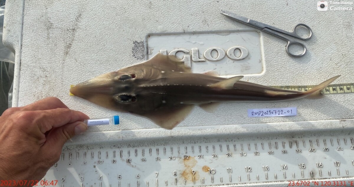 離岸風電與自然共榮　沃旭勇奪生物多樣性銀獎