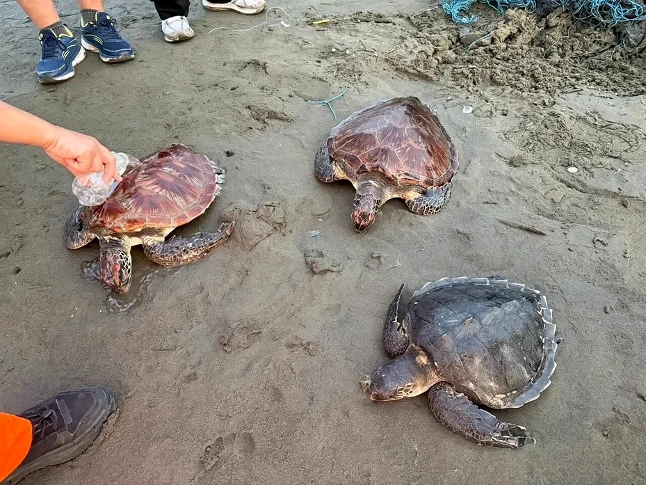 七股沙洲驚見3海龜纏漁網受困！海巡急剪網救援
