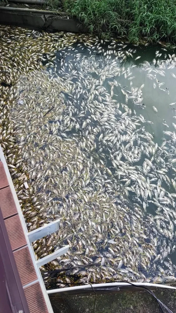 5000公斤死魚才清完又出事！高雄後勁溪再現魚屍居民怒了