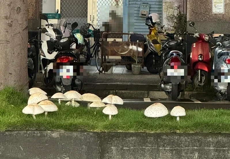 高雄又「生菇」！鳳南路雨後冒拳頭大綠褶菇　去年警拔菇笑翻