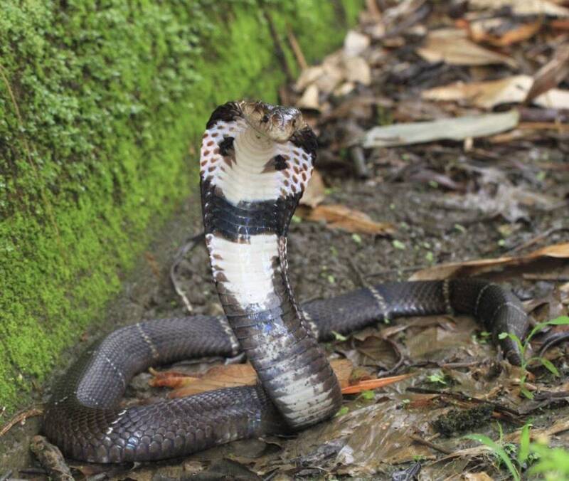 高雄蛇出沒暴增！半年捕獲891條　眼鏡蛇125條闖校園引關注