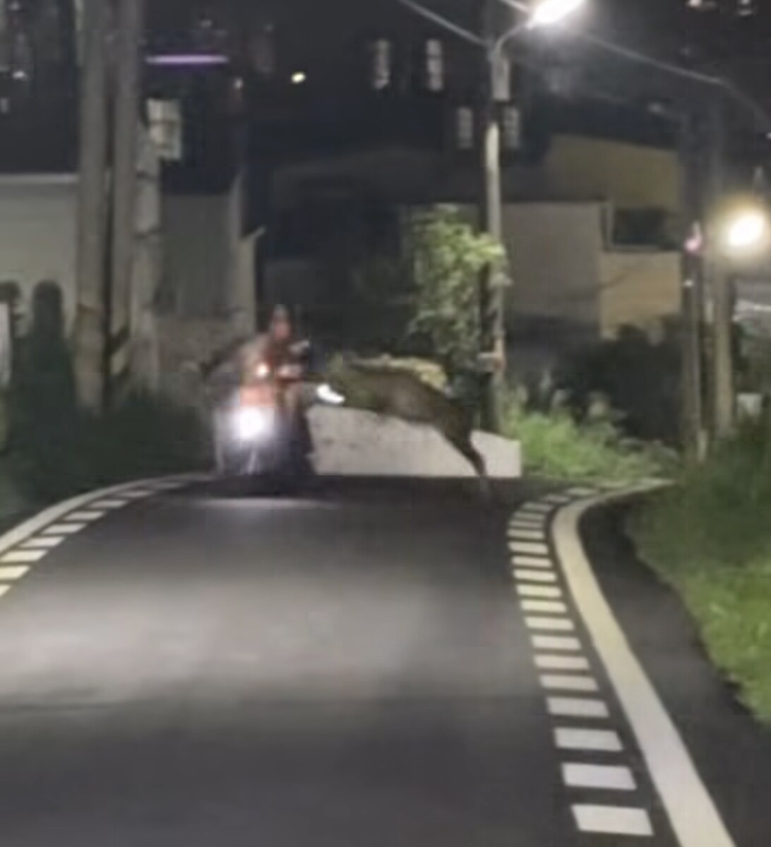 SQ08067 1水鹿夜闖道路　騎士險摔車