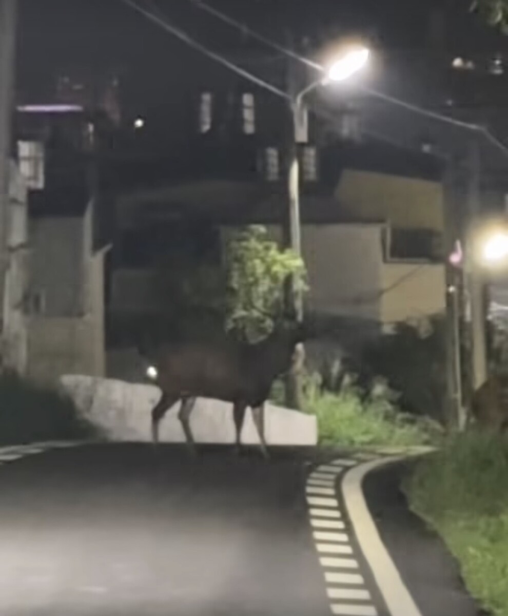 「機償鹿鹿」成熱門梗！水鹿闖路害騎士險摔車
