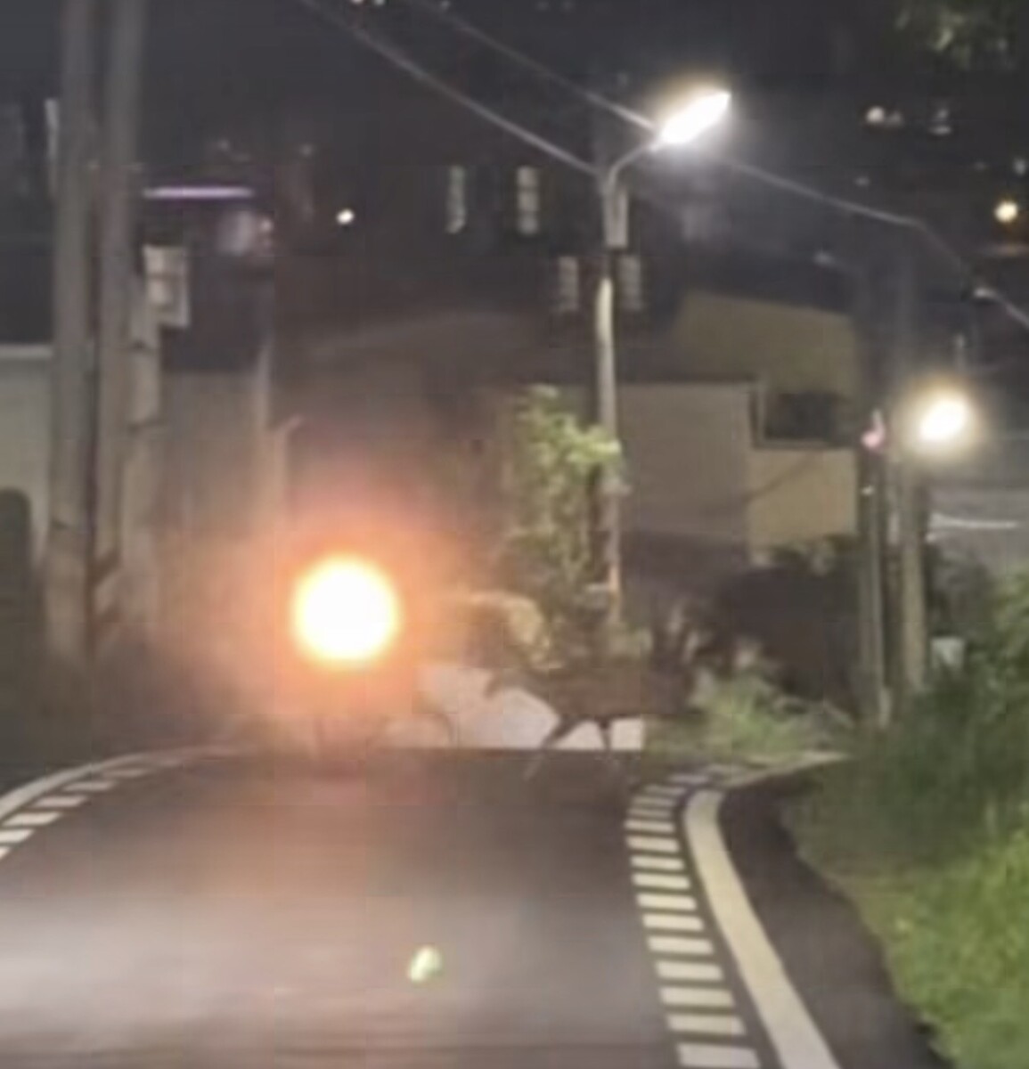 SQ08067 5水鹿夜闖道路　騎士險摔車