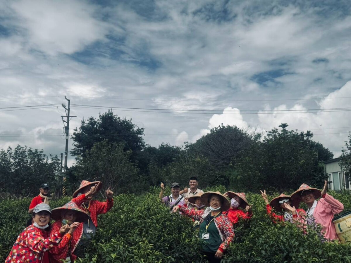 彰化榮家茶鄉微旅行　長輩採茶、做地瓜球吃美食