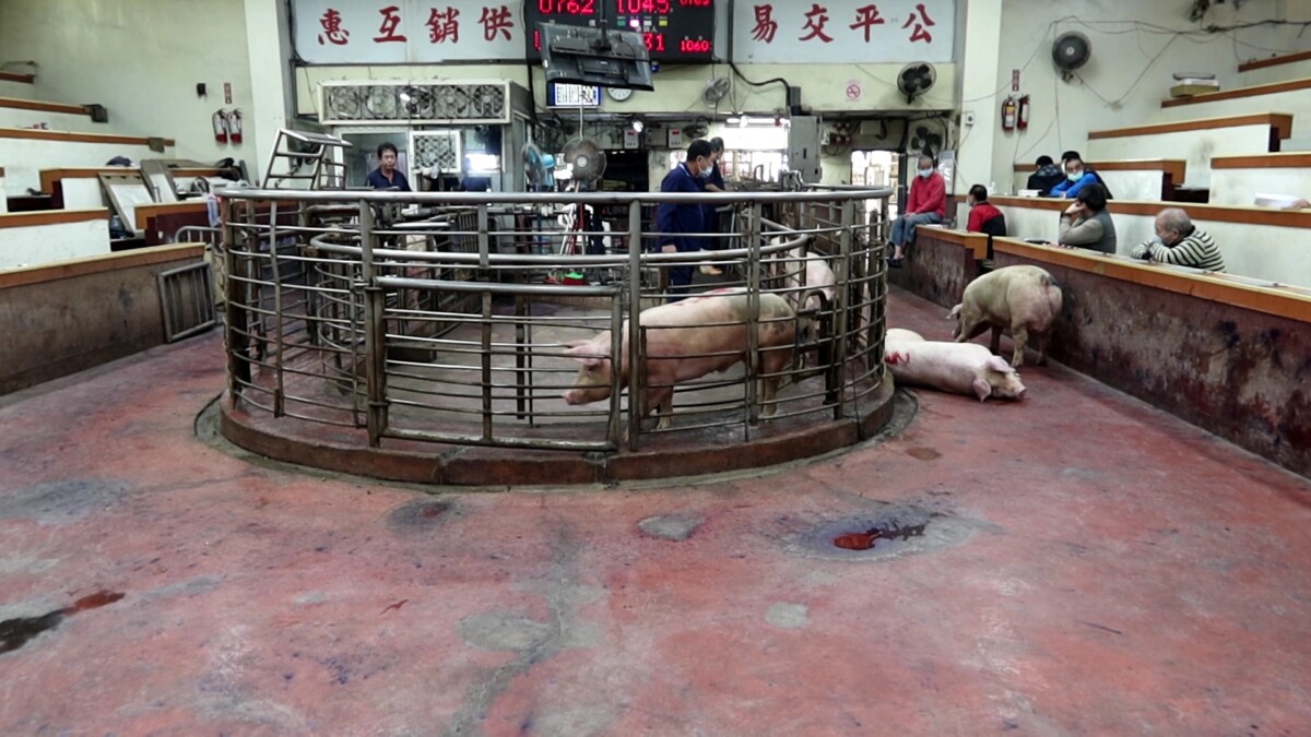 SQ08268 6中元節豬肉需求旺