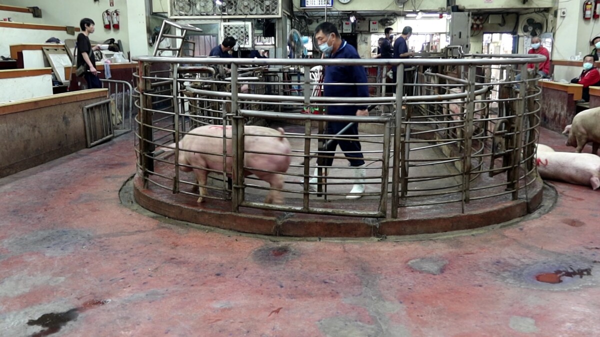 SQ08268 7中元節豬肉需求旺