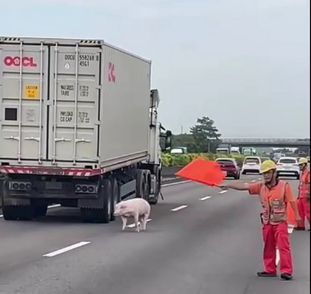 SQ08277 2國道驚見逃命豬