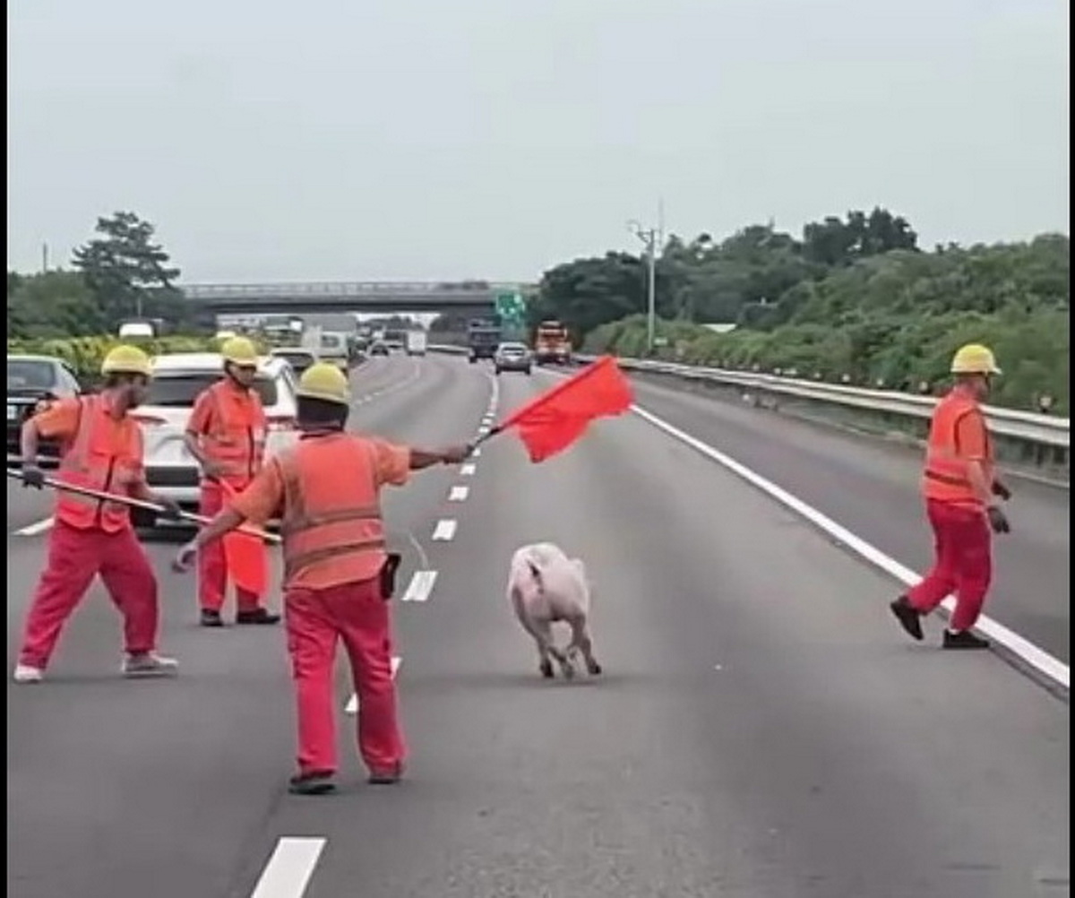 SQ08277 3國道驚見逃命豬
