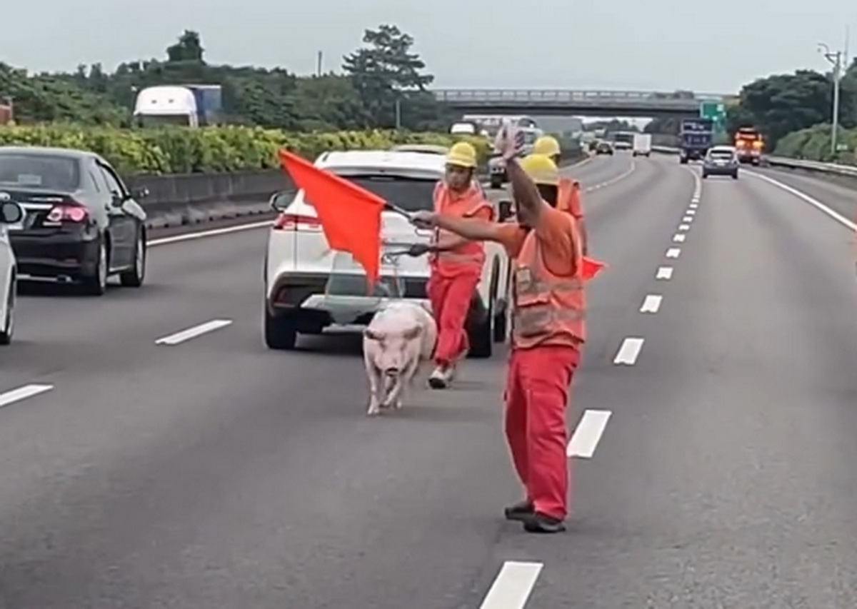 SQ08277 6國道驚見逃命豬