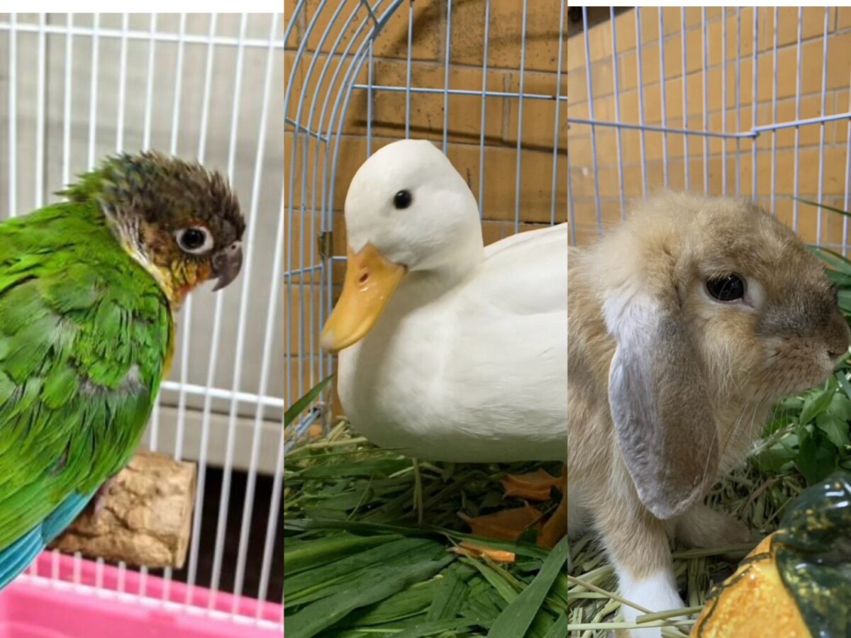 萌寵等你帶回家！垂耳兔、鸚鵡、柯爾鴨找新主人
