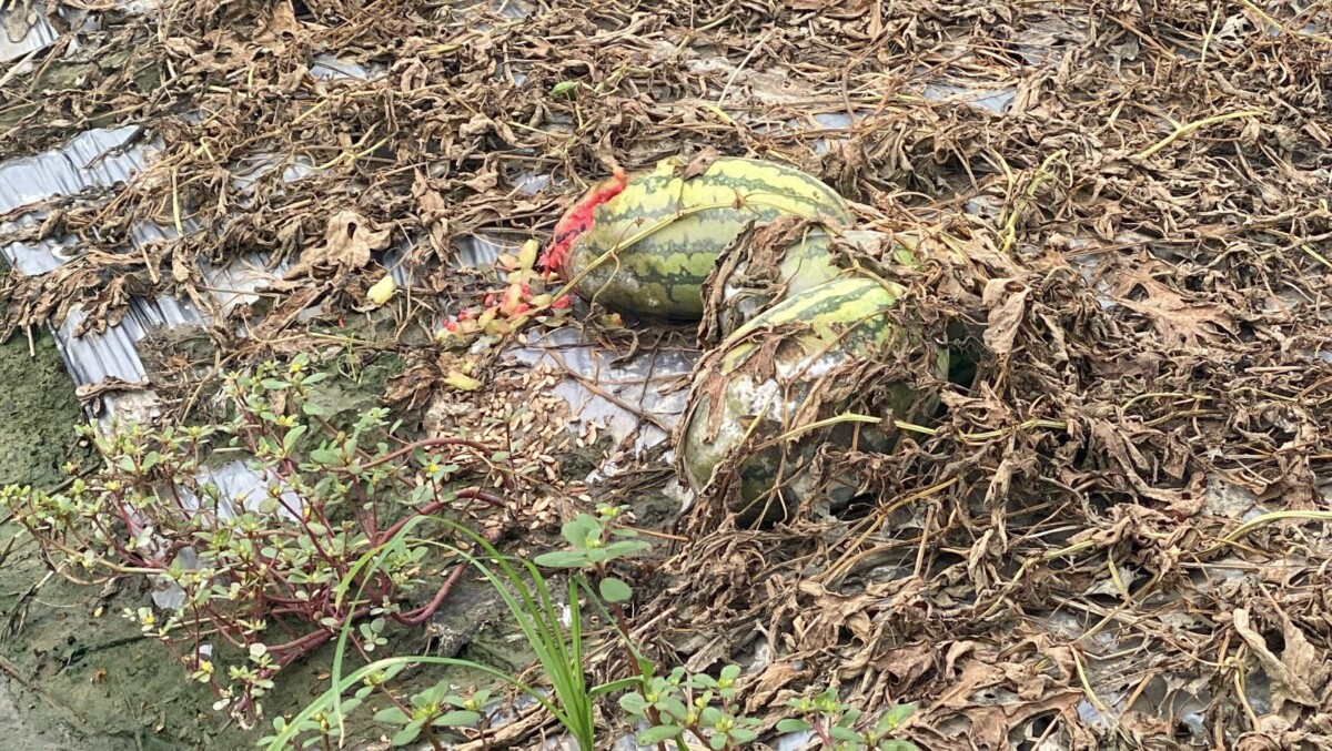 豪雨害慘雲林農民！西瓜即將採收卻全死　農糧署回應了