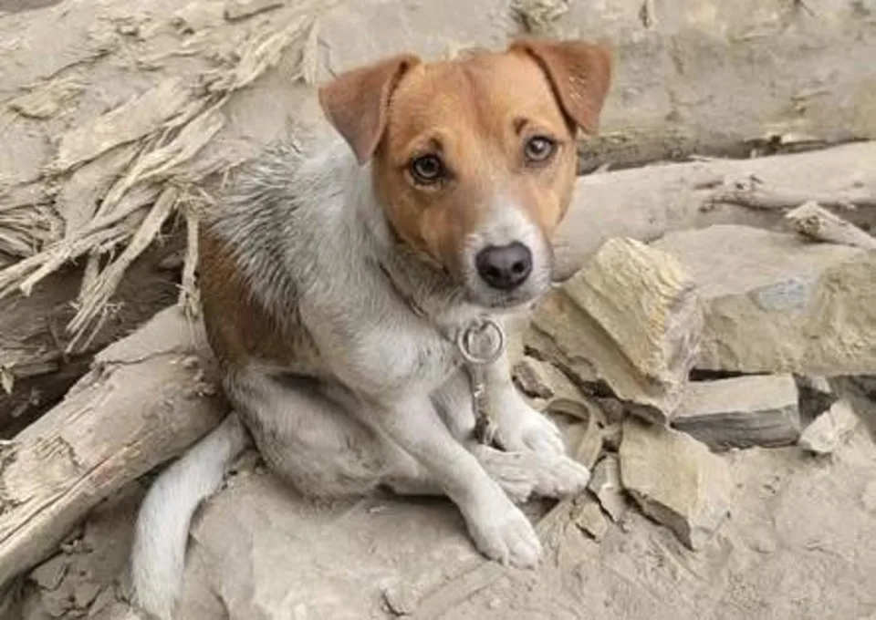 搜救犬Wilson墜樓死因爆疑雲　前消防隊員控遭踹頭虐待、議員再爆「有人下令封口」