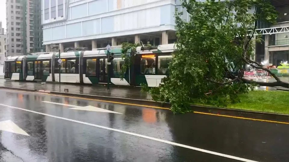 雨彈狂轟高雄！輕軌遭路樹「剝皮」一度改接駁