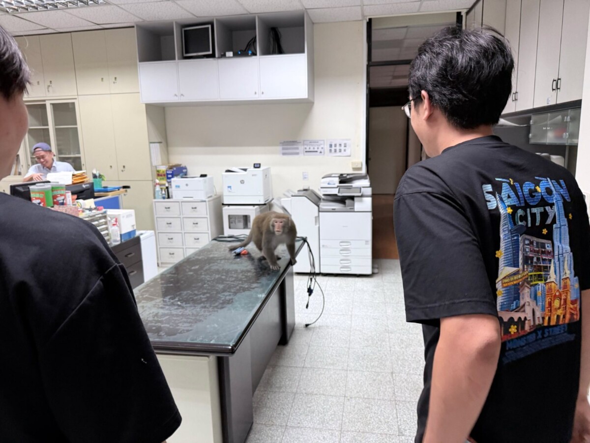 綠乖乖被猴子搶走！中山學生急召「賈克斯教授」出馬驅猴