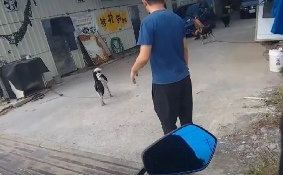 台南官田犬隻追車惹眾怒！檢舉5次遭控沒下文竟被勸「換條路」　動保處挨轟
